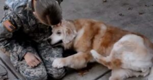 Golden Retriever anziano piange sulle gambe della sua proprietaria quando la vede tornare viva dalla missione militare (VIDEO)