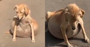 Un cane con del liquido nello stomaco ha ricevuto l’aiuto che gli serviva per riprendersi (VIDEO)