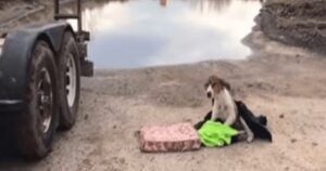 Cagnolino indifeso aspetta che qualcuno venga ad aiutarlo in quanto non riesce neanche ad alzarsi (VIDEO)