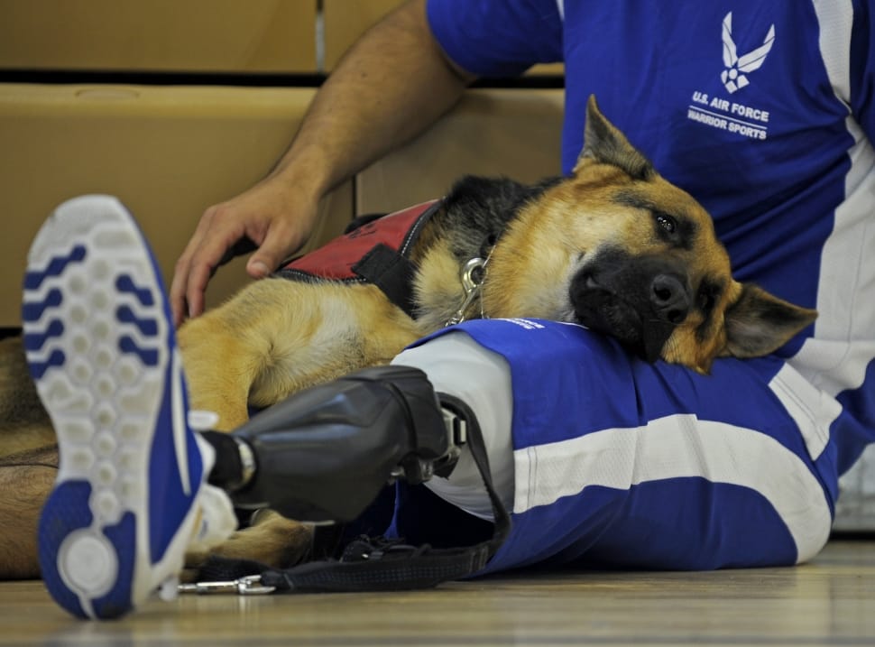 cane amico dell'uomo