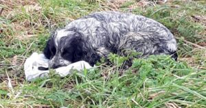 Cagnolina abbandonata piangeva disperatamente a fianco a una busta: ecco il triste motivo