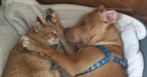 Per salvare un gattino triste a causa della perdita del suo amico Pitbull, una famiglia ha adottato un cucciolo cieco e con disabilità (VIDEO)