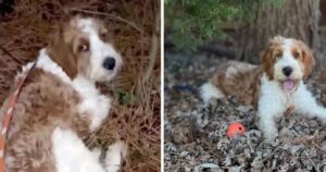 Cagnolino abbandonato da un allevatore nei boschi si stava rassegnando a una vita triste (VIDEO)