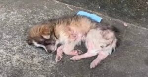 Cucciolo randagio senza forze si trasforma in un vero giocherellone, grazie all’aiuto dei volontari (VIDEO)