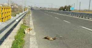 Cucciolo rimane giorno e notte abbracciato al corpo di sua madre che giaceva sulla strada (VIDEO)