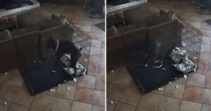 Mistero ripreso dalla telecamera: qualcosa di invisibile ha tolto il collare al cagnolino (VIDEO)