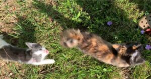 Sente dei deboli lamenti provenire da dietro un cespuglio: due gattini attendevano di essere salvati (VIDEO)