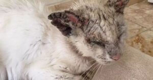 Una donna salva un piccolo gatto e gli dona una vita migliore