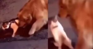 Golden Retriever salva un gattino fastidioso da un combattimento (VIDEO)