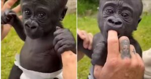 Cucciolo di gorilla con pannolino ricorda in maniera impressionante un neonato: impossibile resistergli (VIDEO)