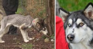 Husky siberiano pelle ed ossa vaga vicino a una strada