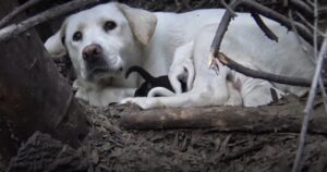 Labrador senza casa protegge i suoi cuccioli fino all’arrivo dei soccorritori, dimostrando una devozione enorme (VIDEO)