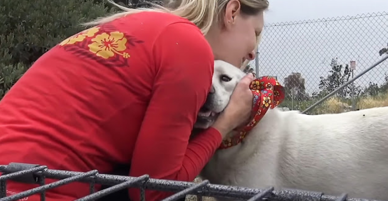 labrador senza casa protegge i suoi cuccioli