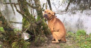 Cagnolino abbaia “in modo strano” al padrone durante la passeggiata nel bosco, una triste scoperta li attendeva