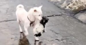 Mamma cagnolina salvata dal fiume in piena torna indietro per l’ultimo cucciolo dato per spacciato (VIDEO)