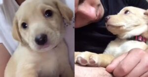 Uomo prende un cane convinto si tratti di un Golden Retriever ma in seguito scopre la sua vera identità (VIDEO)