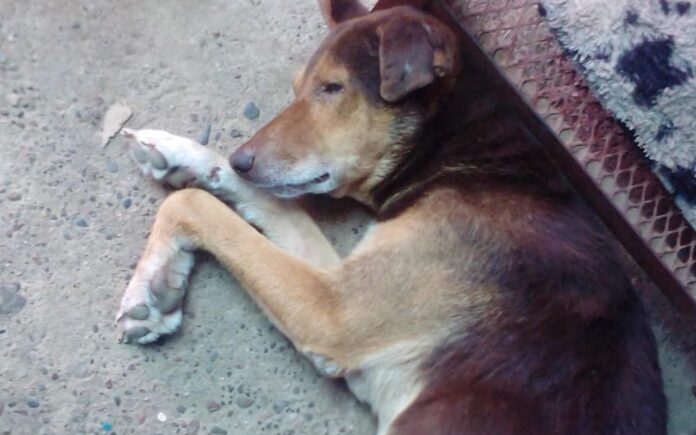 cagnolino