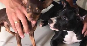 Pitbull femmina resta incinta di un Pinscher nano: l’insolito caso stupisce i veterinari