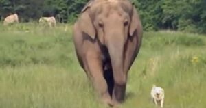 Tara e Bella, la storia incredibile dell’amicizia tra l’elefante e la cagnolina (VIDEO)