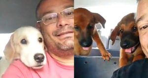 Tassista filma tutti i suoi passeggeri cagnolini durante ogni suo viaggio (VIDEO)