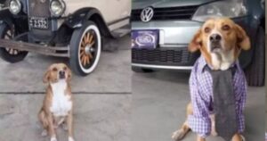 Concessionaria “assume” un tenero cagnolino come addetto alle vendite, e funziona davvero (VIDEO)