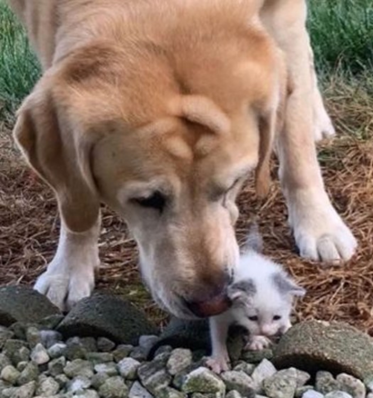 un cagnolino trova una gattina