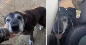 Uomo adotta un cane anziano per renderlo felice negli ultimi anni della sua vita (VIDEO)