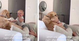 Golden Retriever si scambia tenerezze e coccole con il fratellino umano: il video che scioglie i cuori delle persone