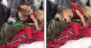 Cucciolo di chihuahua trova i vestiti del padrone defunto e si mette a piangere (VIDEO)