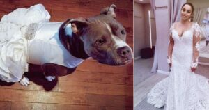 La sposa compra per il suo cane un abito da damigella d’onore per partecipare al matrimonio