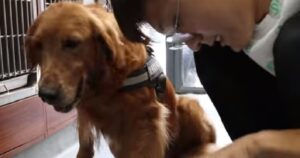 Gli hanno amputato una zampa dopo un incidente: Golden Retriever è felice di rivedere il suo soccorritore (VIDEO)