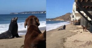 La bellissima storia di amicizia tra un cane e un leone marino che purtroppo non ha un lieto fine (VIDEO)