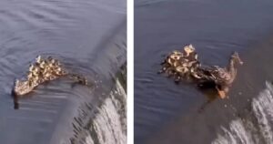 Cucciolo di anatroccolo cade nella cascata: la mamma coraggiosa fa di tutto per salvarlo (VIDEO)