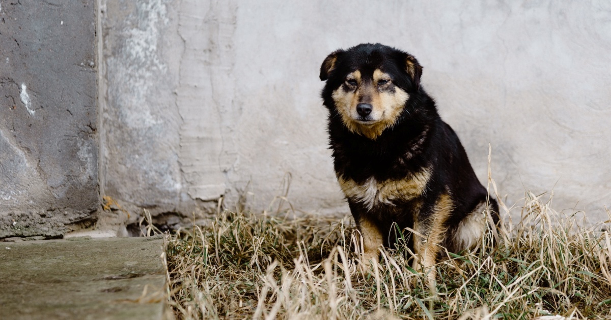 cane abbandonato