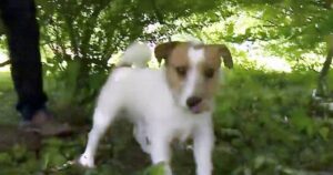 Cagnolino Jack Russell trascina il suo proprietario verso una neonata abbandonata nel bosco e la salva da un triste destino