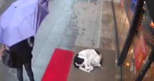 Il gesto di una donna che soccorre un cane randagio infreddolito per strada (VIDEO)