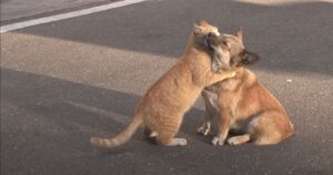 Gattino abbraccia e conforta un cane abbandonato che aspetta ancora i suoi proprietari (VIDEO)