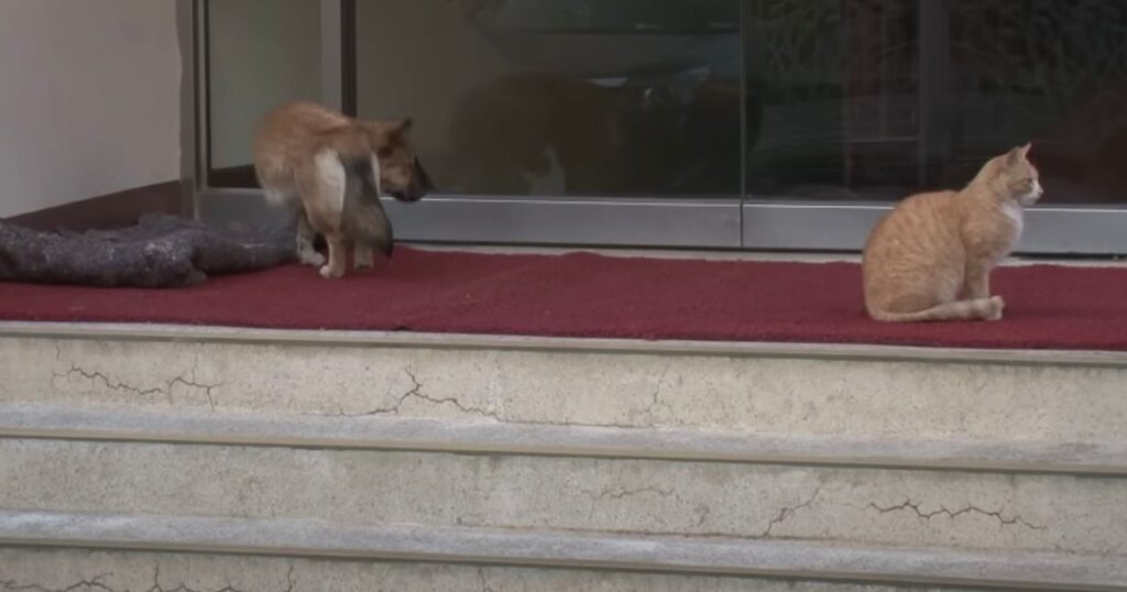 Cane e gattino