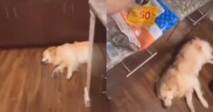 Golden Retriever ignora qualsiasi rumore che fa la sua proprietaria tranne uno (VIDEO)