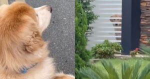 Amore a prima vista: Golden Retriever si innamora durante una passeggiata (VIDEO)