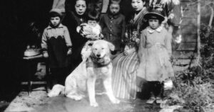 Hachiko compirebbe 100 anni: la vera storia del cane più fedele del mondo