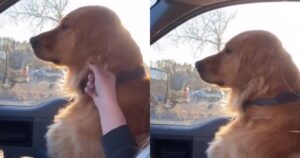 Il Golden Retriever non è molto felice di avere una nuova sorellina e non lo nasconde (VIDEO)