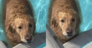 Il Golden Retriever non vuole uscire dalla piscina e mette in atto un piano diabolico (VIDEO)