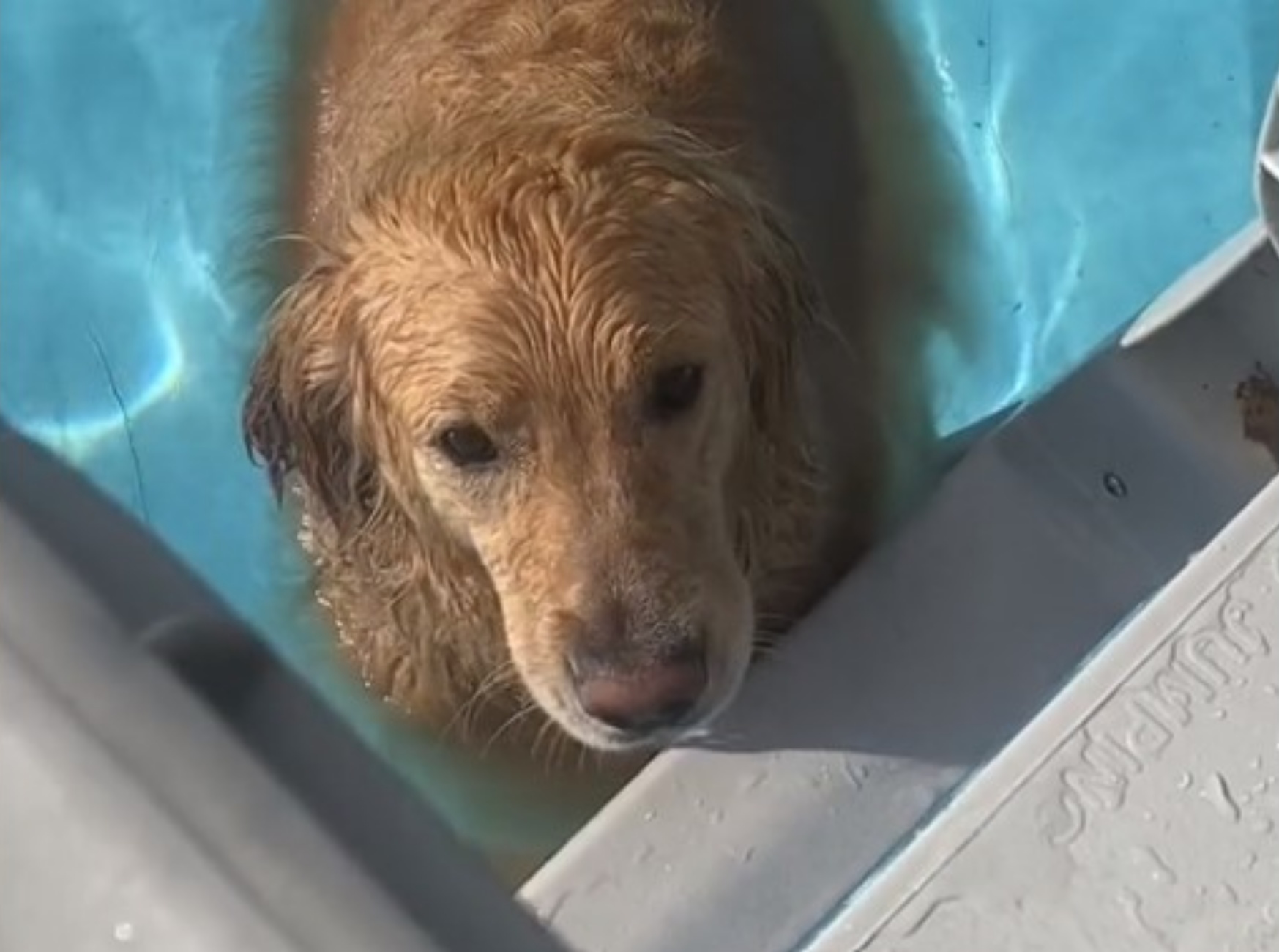 Golden Retriever in piscina