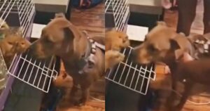 Il cane curioso si avvicina ai porcellini d’india, ma loro non si fidano e si tutelano in un modo esilarante (VIDEO)