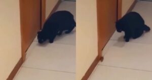 Il gatto e il topo fanno impazzire tutti: sono proprio come Tom e Jerry (VIDEO)