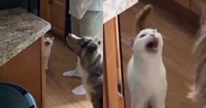 Il gatto ha fame e quando la sua umana prende il cibo succede qualcosa di inaspettato (VIDEO)