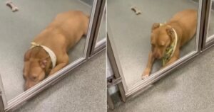 La cagnolona stava perdendo la speranza di trovare una famiglia dopo 160 giorni di canile (VIDEO)