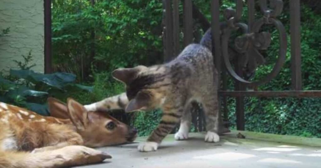 Gattina dà zampata a cerbiatto