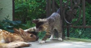 La gattina è al settimo cielo quando incontra per la prima volta un cerbiatto (VIDEO)